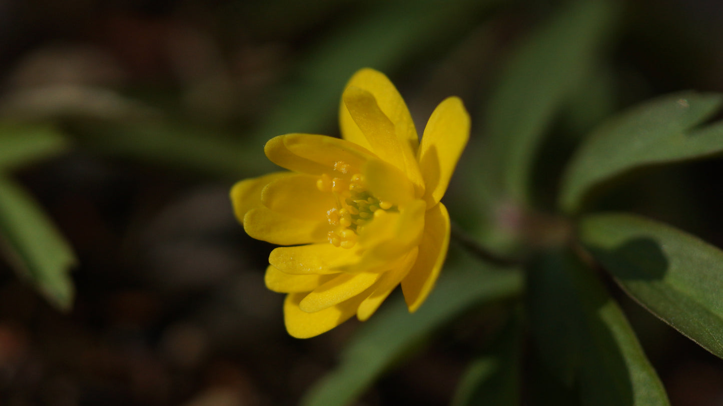 Anemone ranunculoides 'Semiplena' - Gelbes Buschwindröschen