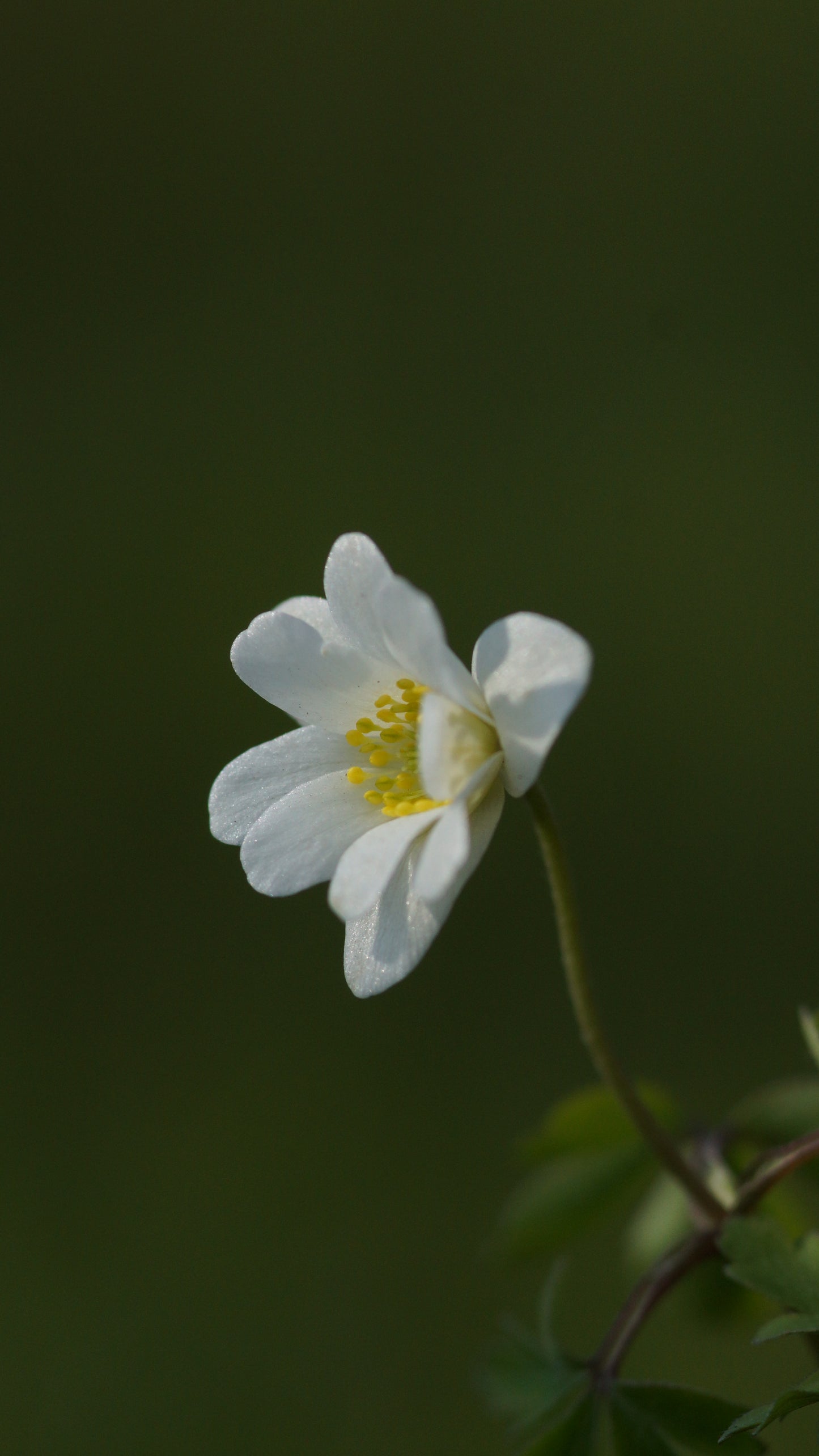 Anemone nemorosa 'Hilda' - Buschwindröschen