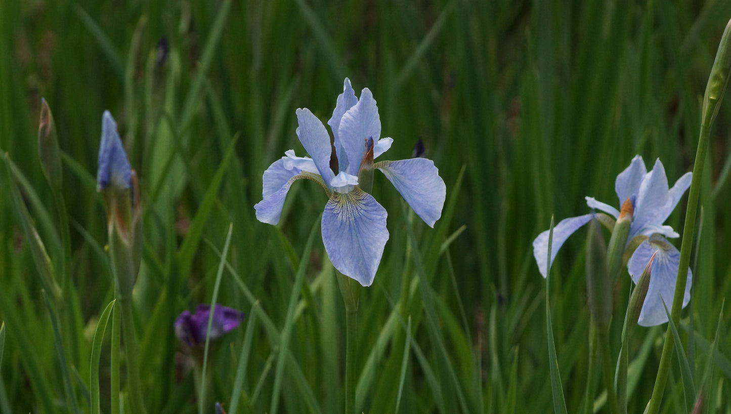 Iris sibirica 'Papillion' - Wiesen-Schwertlilie