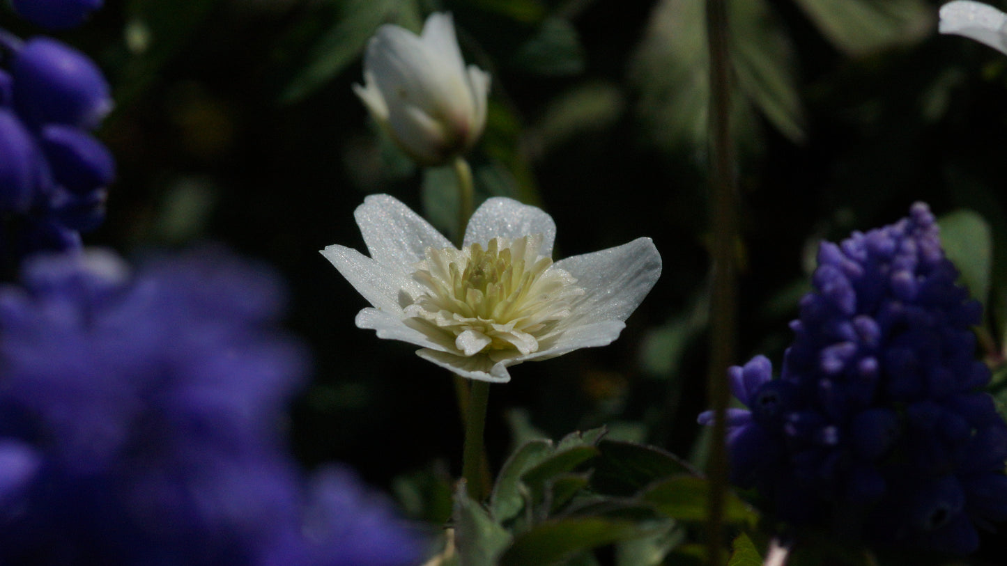 Anemone nemorosa 'Alba Plena' - Buschwindröschen