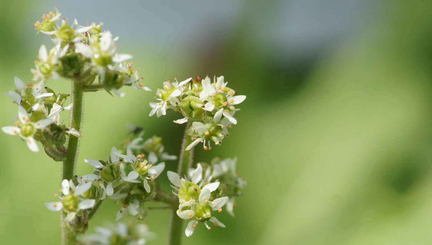 Saxifraga pensylvanica (Syn. Micranthes pensylvanica) - Sumpf-Steinbrech