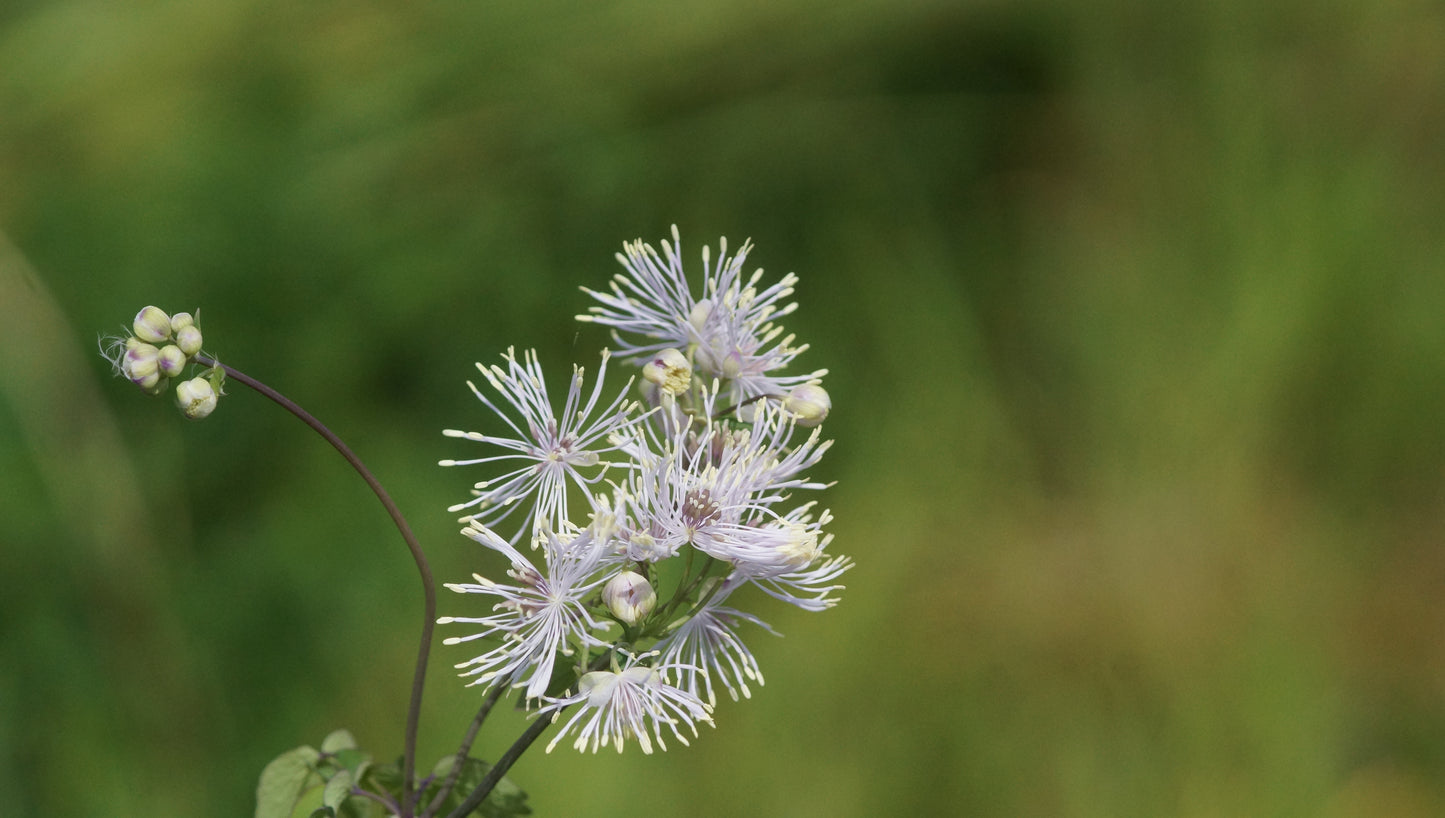 Thalictrum aquilegifolium - Akeleiblättrige Wiesenraute