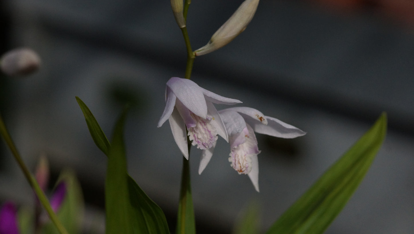 Bletilla striata 'Alba' - Japanorchidee