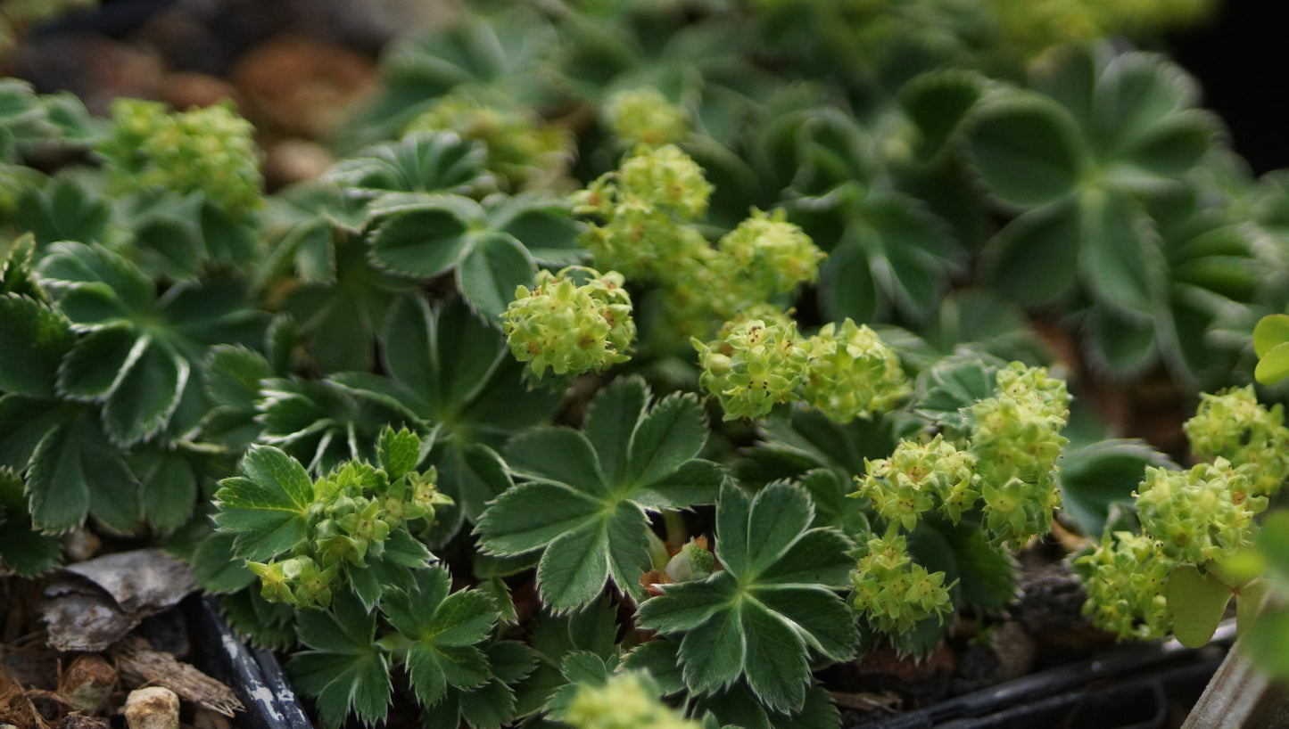 Alchemilla faeroensis subsp. pumila - Färöer-Frauenmantel