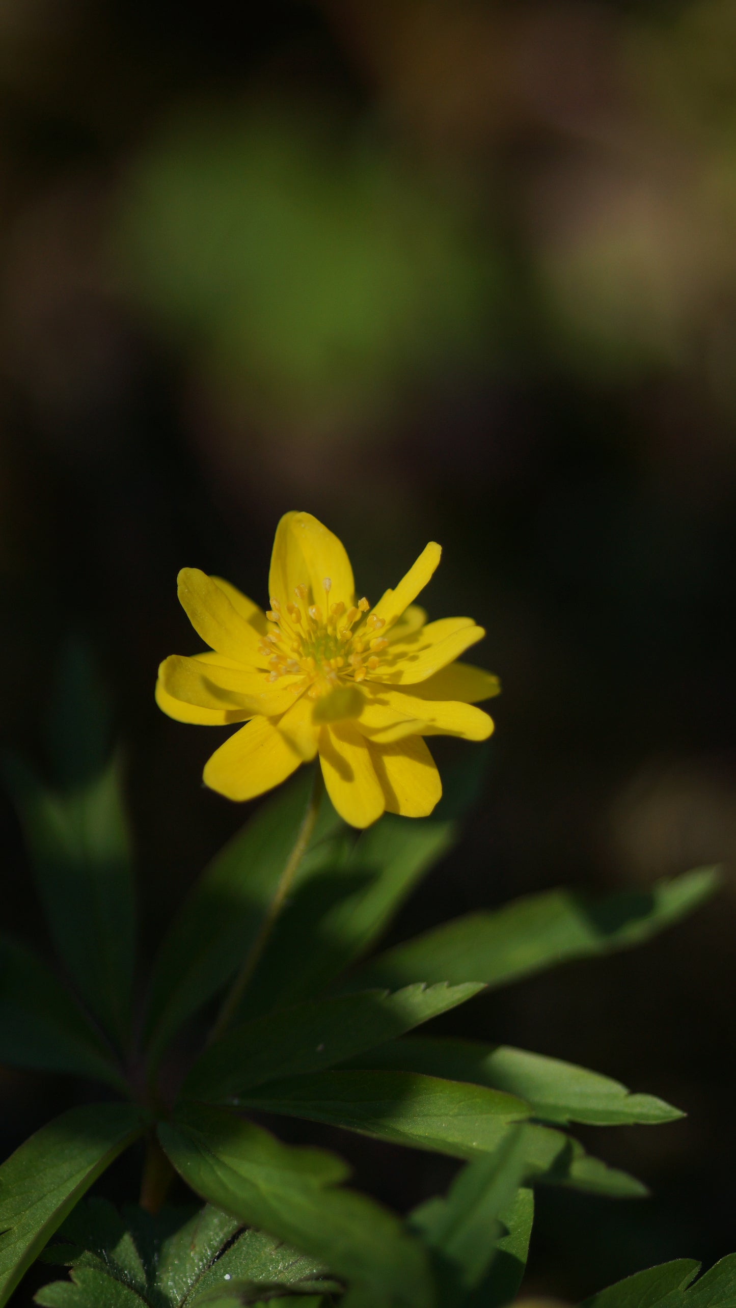 Anemone ranunculoides 'Semiplena' - Gelbes Buschwindröschen