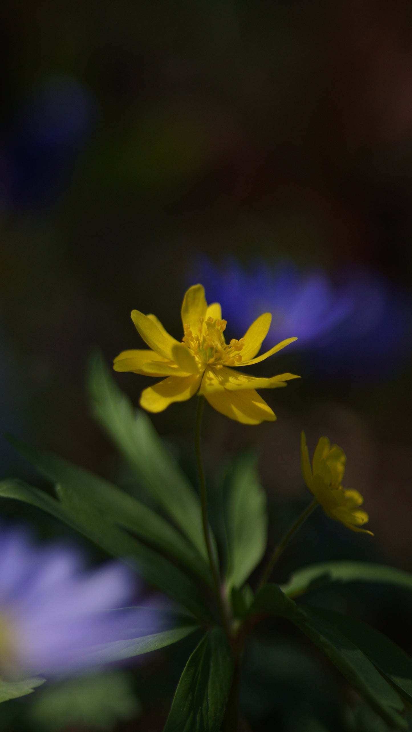 Anemone ranunculoides 'Semiplena' - Gelbes Buschwindröschen