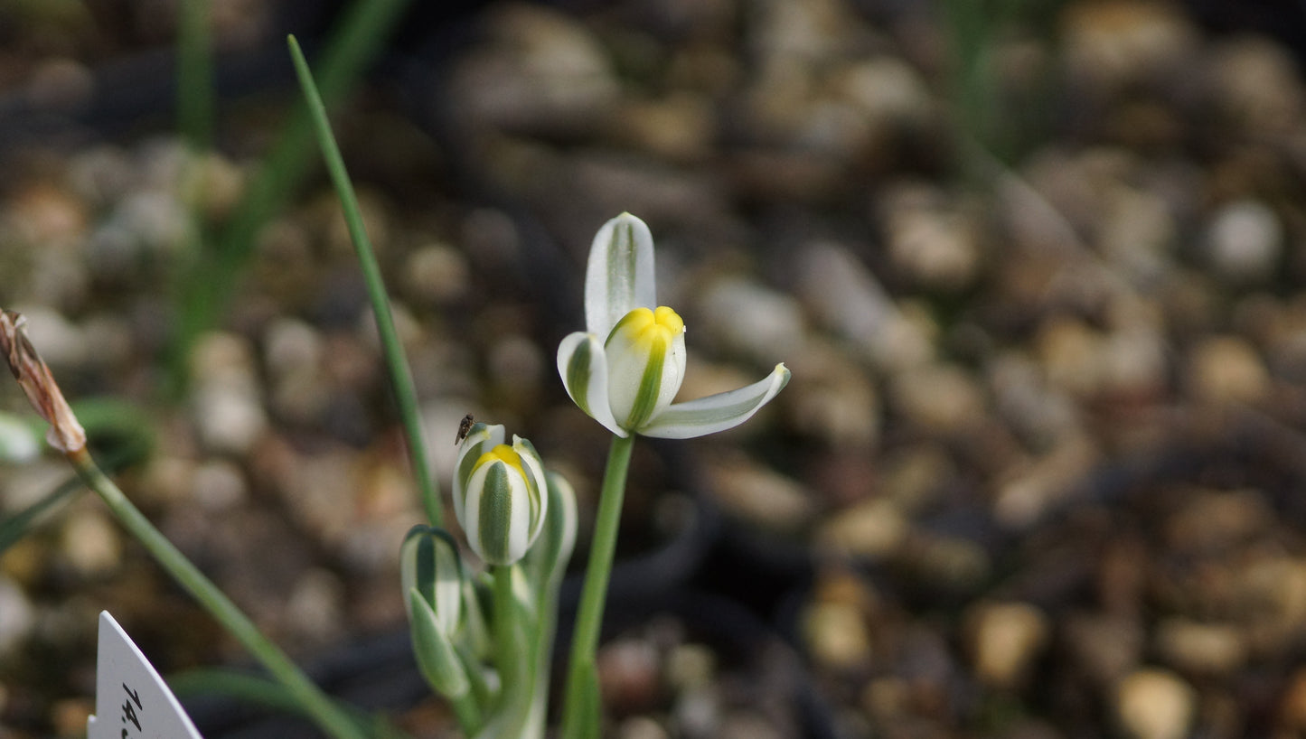 Albuca humilis - Zwergmilchstern