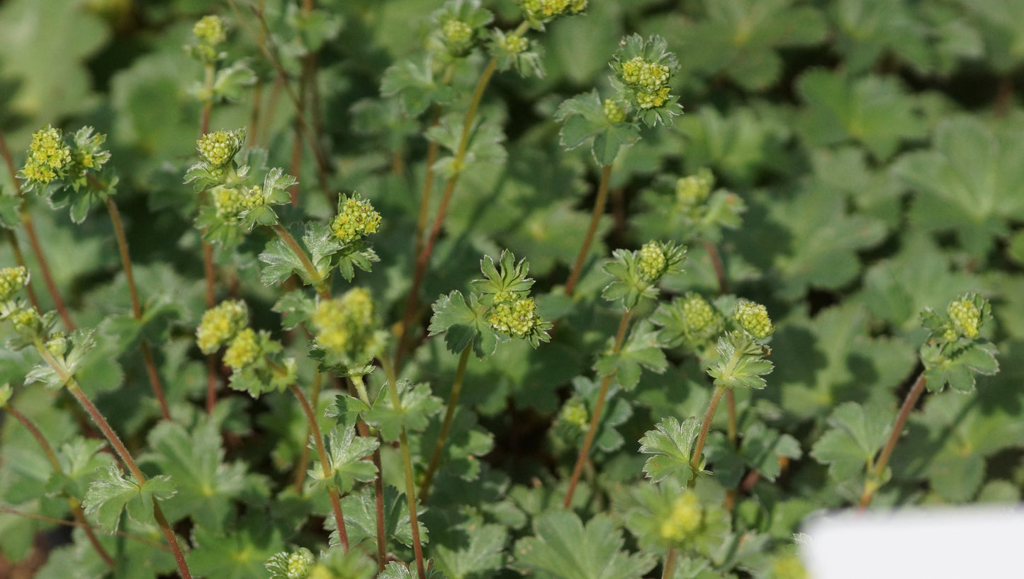 Alchemilla erythropoda - Kleiner Frauenmantel