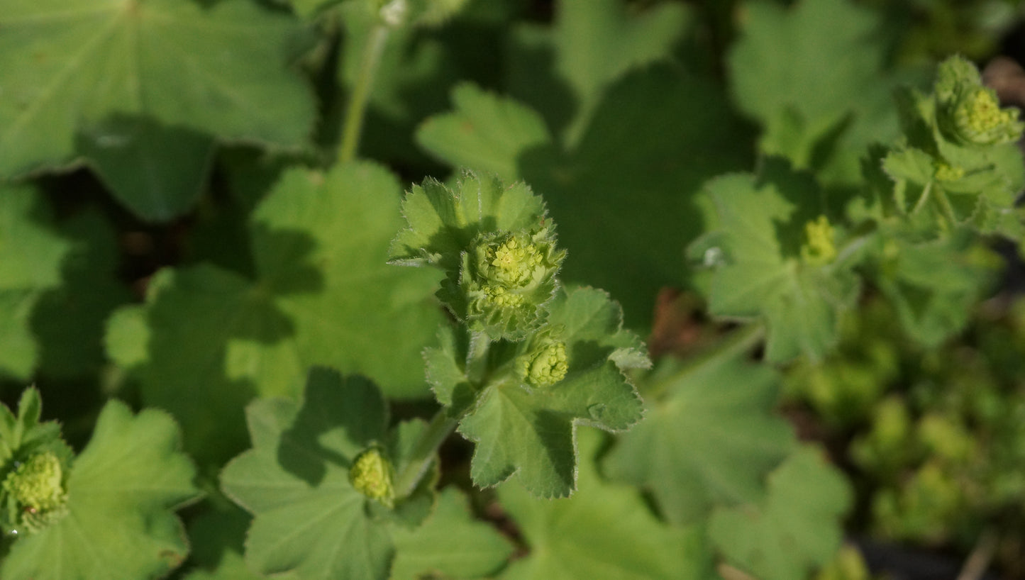 Alchemilla epipsila - Zierlicher Frauenmantel