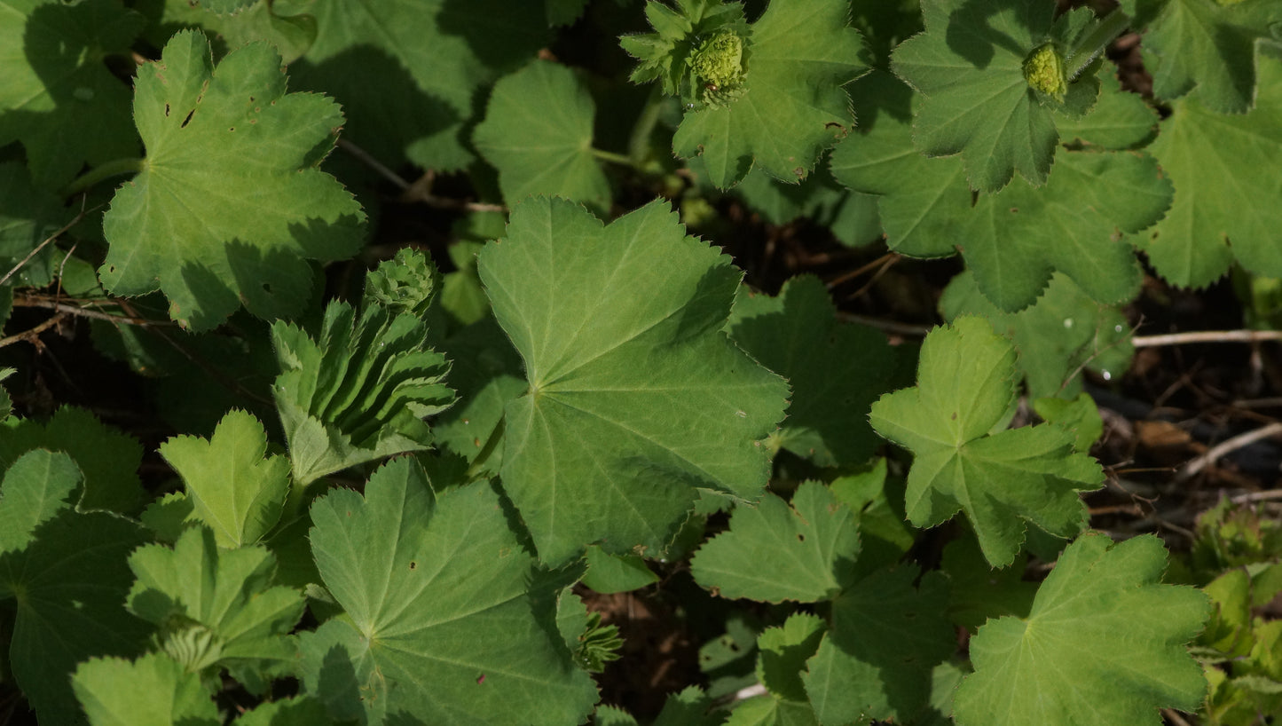 Alchemilla epipsila - Zierlicher Frauenmantel