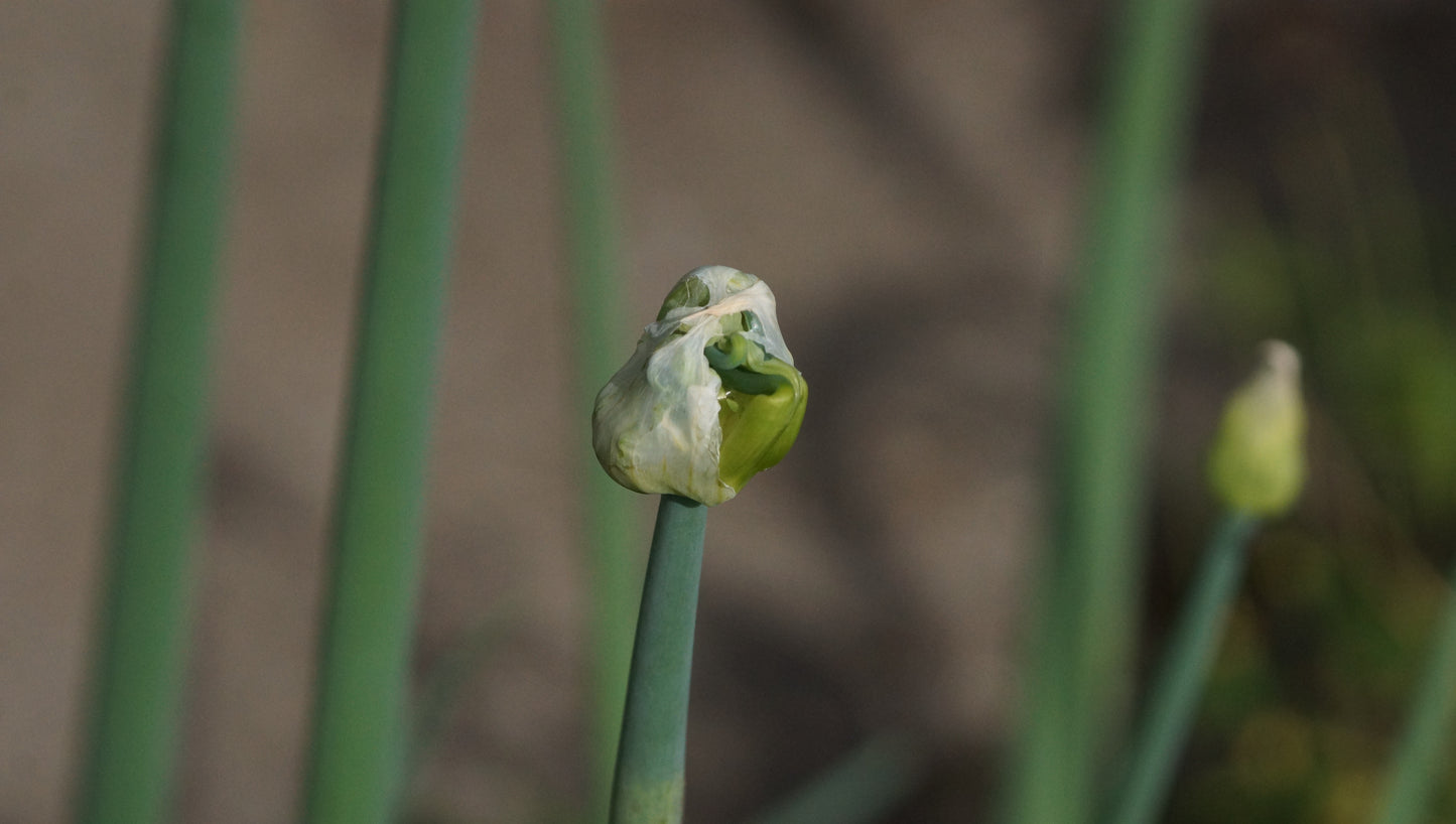Allium cepa var. viviparum - Etagen-Zwiebel