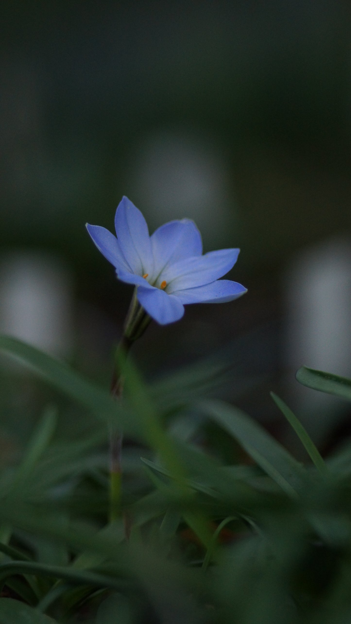 Ipheion uniflorum 'Rolf Fiedler' - Einblütiger Frühlingsstern