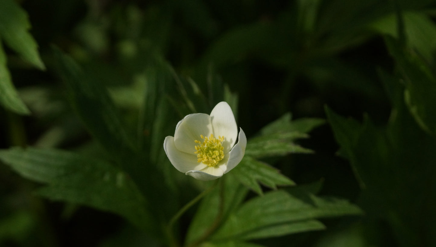 Anemone canadensis - Kanadische Wiesen-Anemone
