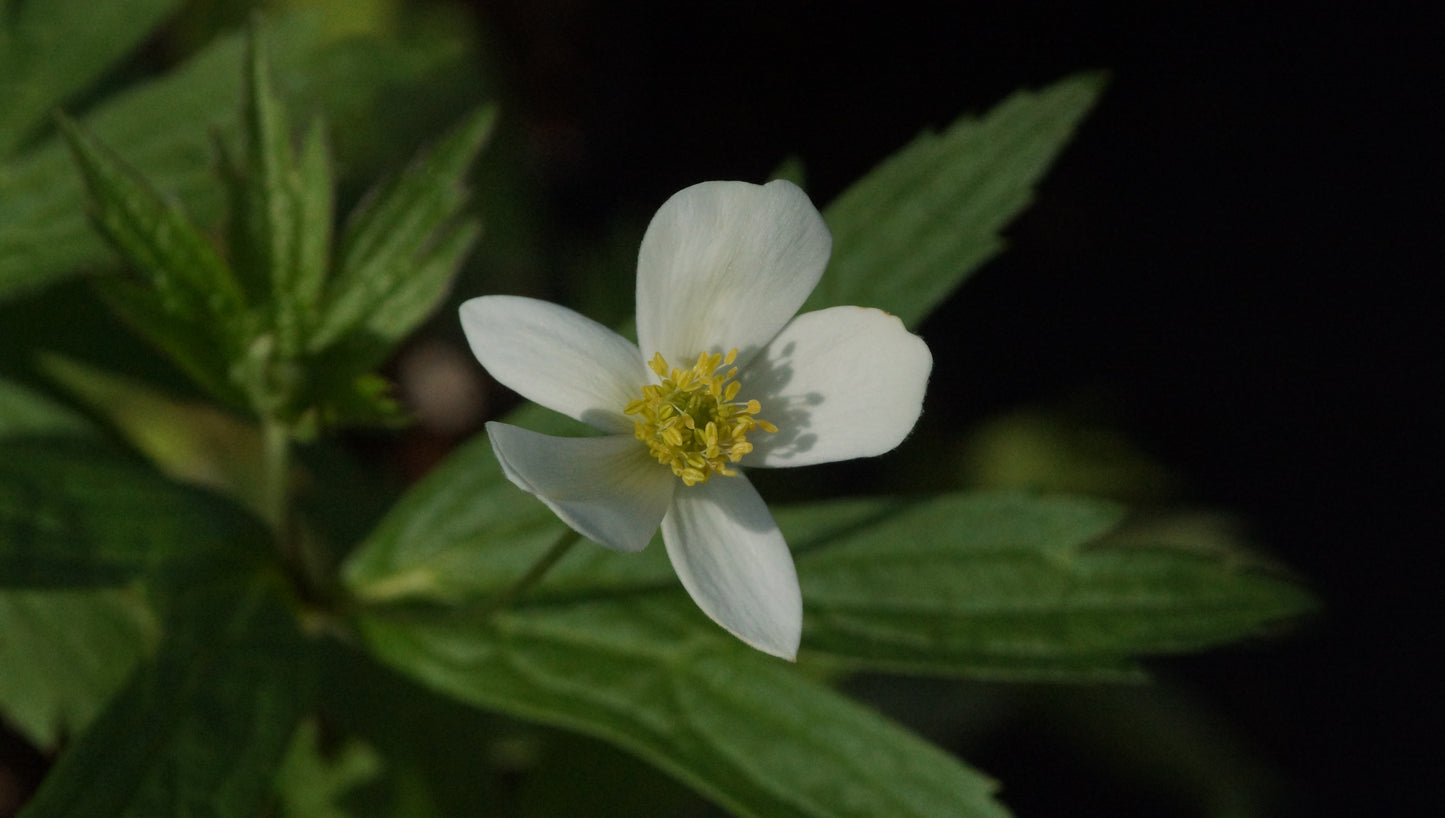 Anemone canadensis - Kanadische Wiesen-Anemone