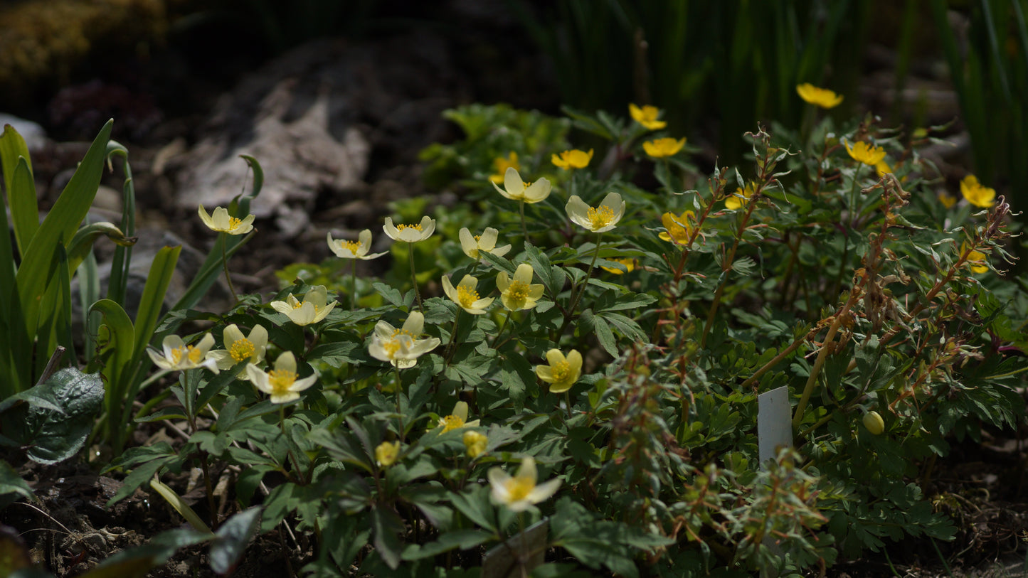 Anemone x lipsiensis 'Vindoboniensis' - Wiener Buschwindröschen