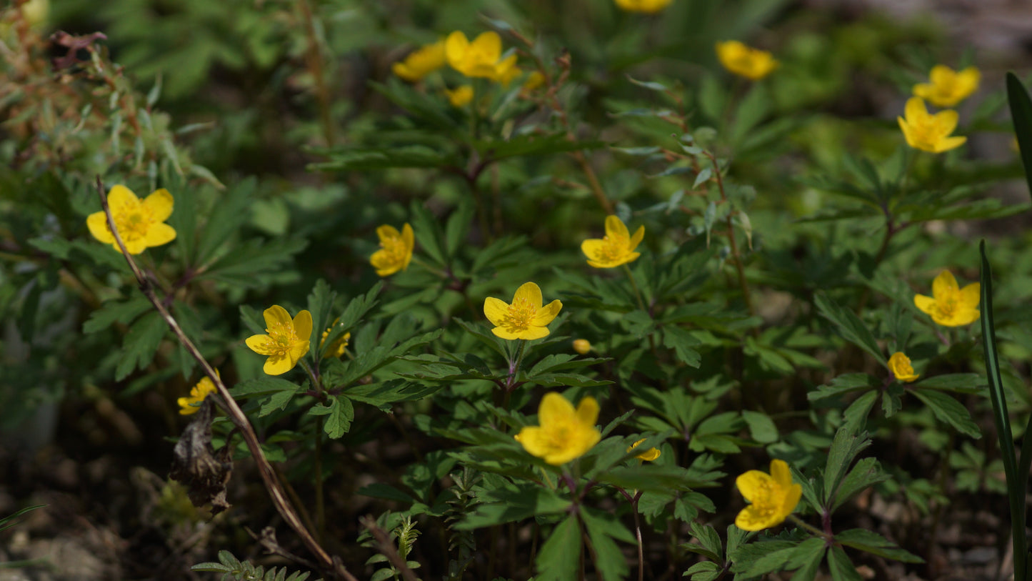 Anemone ranunculoides - Gelbes Buschwindröschen
