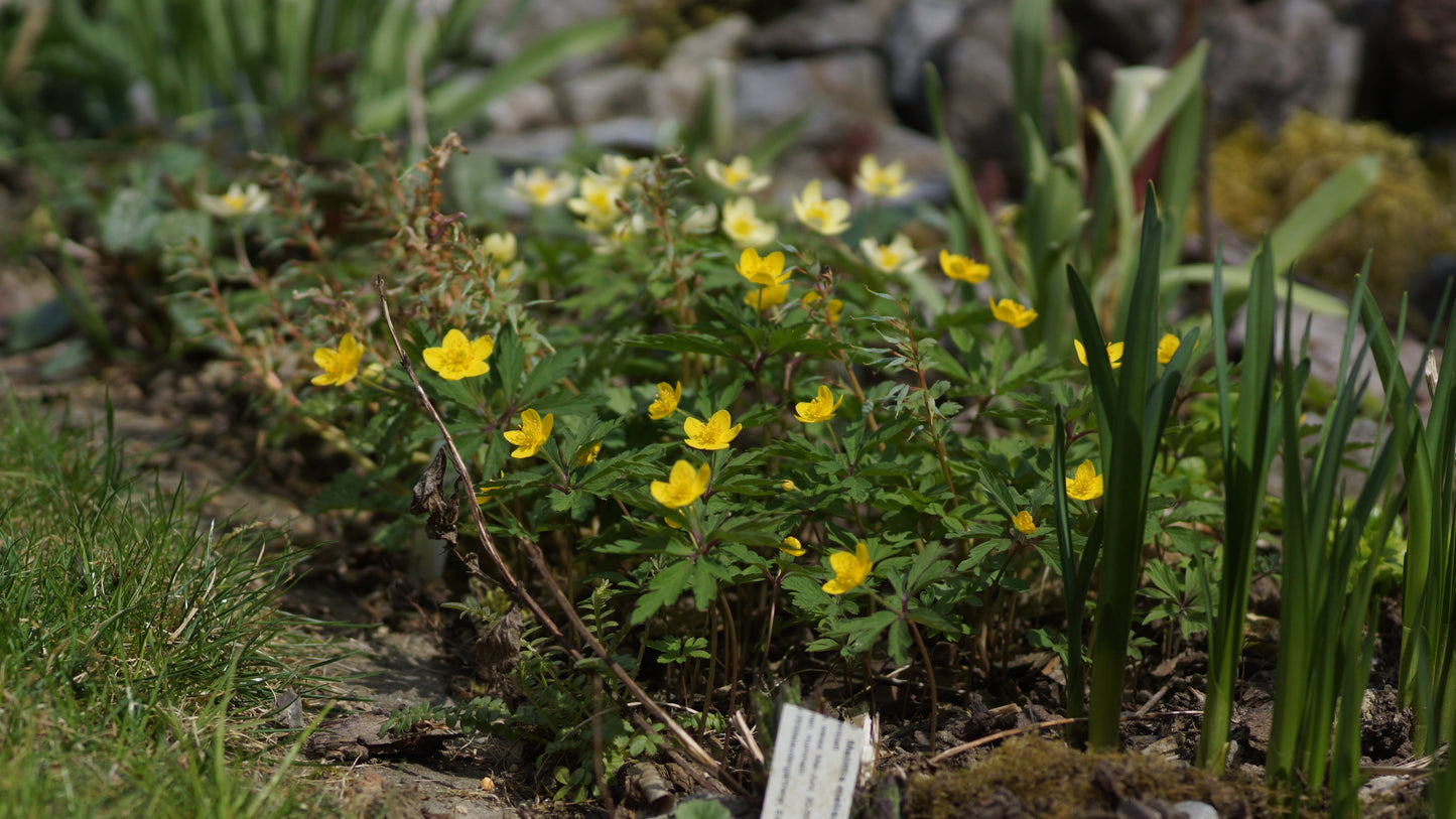 Anemone ranunculoides - Gelbes Buschwindröschen