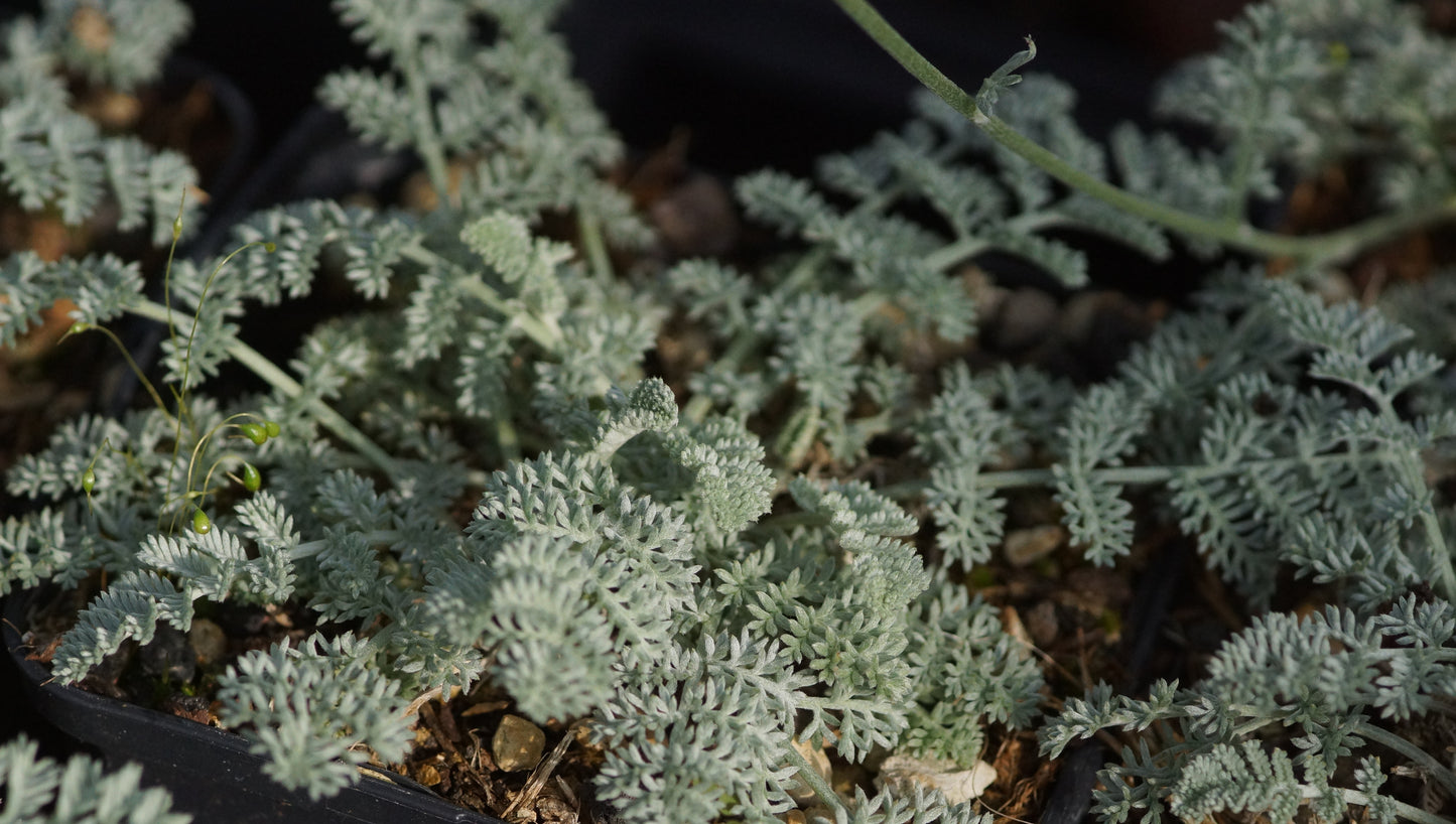Anthemis marschalliana - Silbrige Hundskamille