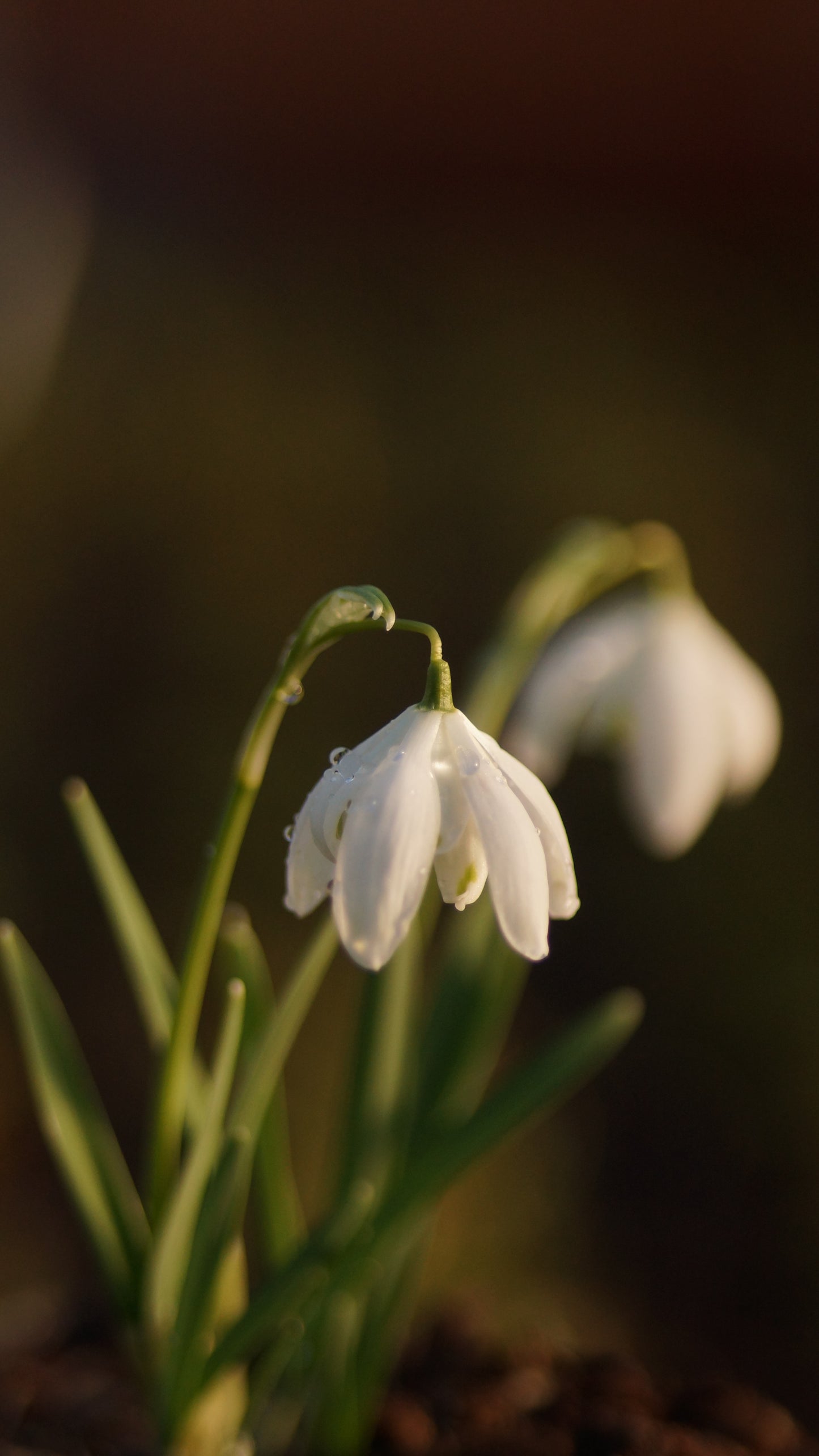 Galanthus nivalis 'Flore Pleno' - Gefülltes Schneeglöckchen