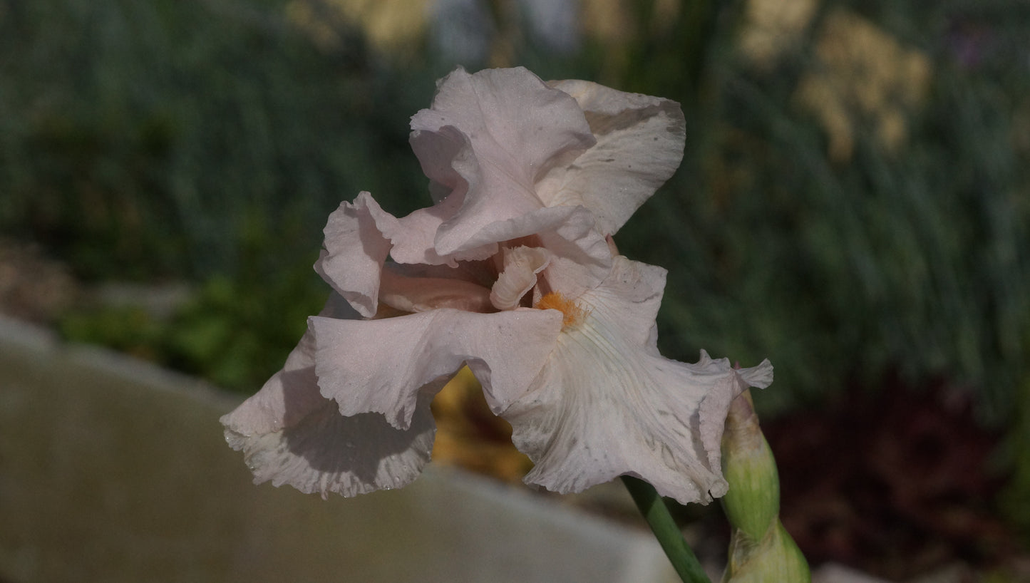 Iris barbata-elatior 'Cherished' - Hohe Bart-Iris