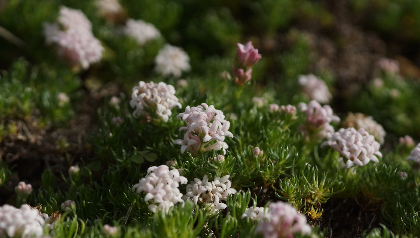 Asperula gussonii - Berg-Meister