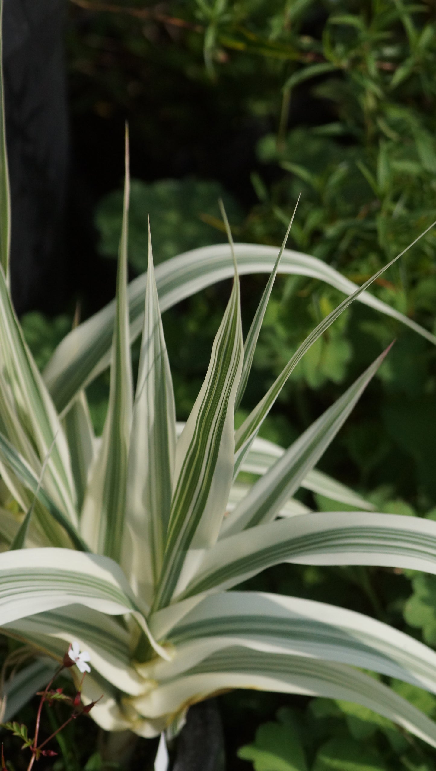 Arundo donax 'Versicolor' - Pfahlrohr