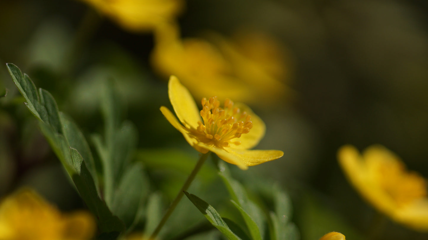 Anemone ranunculoides - Gelbes Buschwindröschen