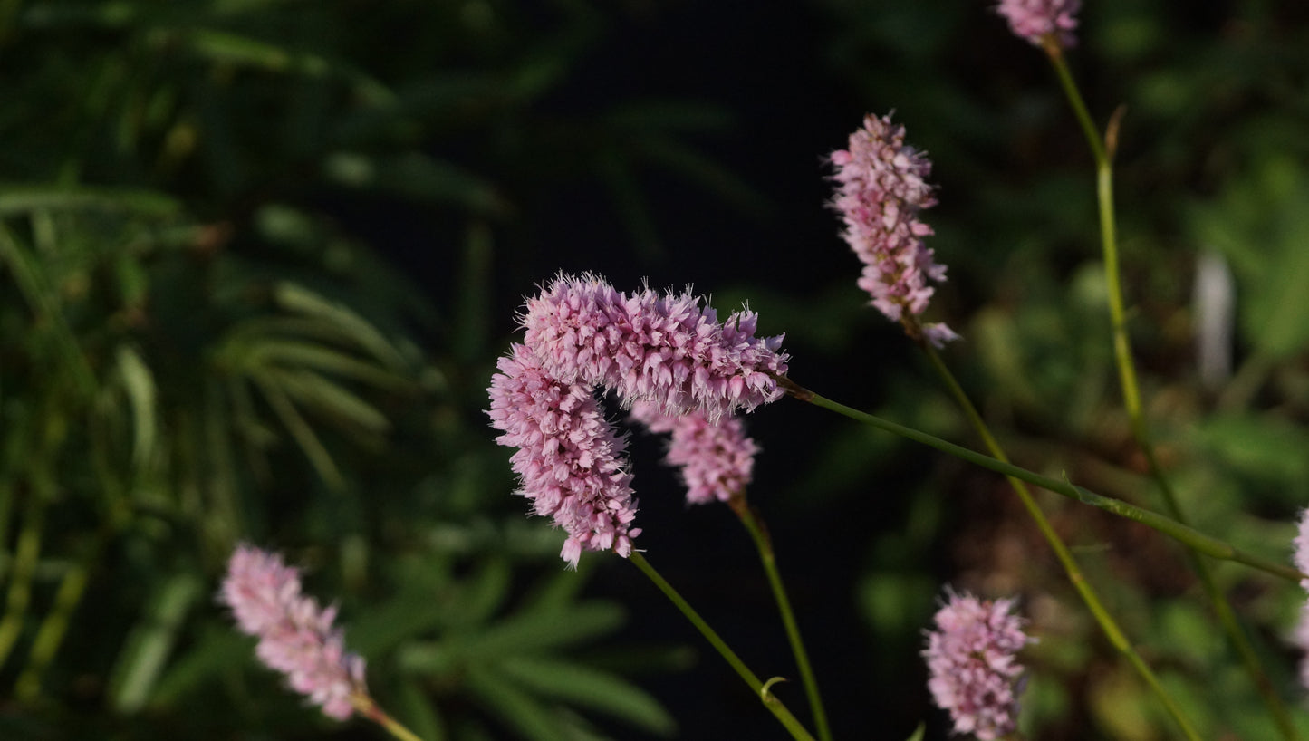 Bistorta officinalis 'Superba' (Syn. Persicaria officinalis 'Superba') - Garten-Wiesenknopf