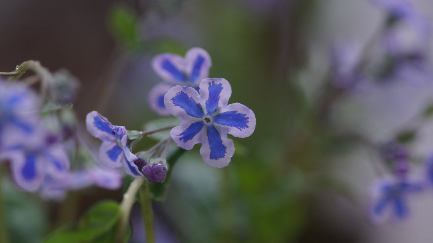 Omphalodes cappedocica 'Starry Eyes' - Kappadokisches Gedenkemein