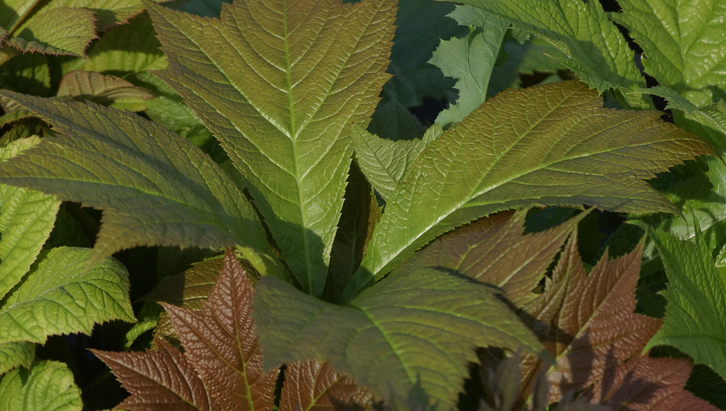 Rodgersia podophylla 'Rotlaub' - Schaublatt