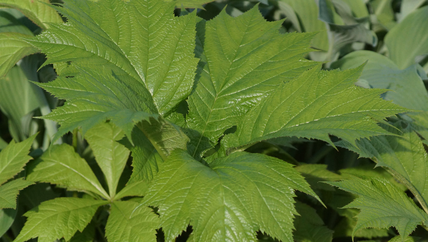 Rodgersia podophylla 'Smaragd' - Schaublatt