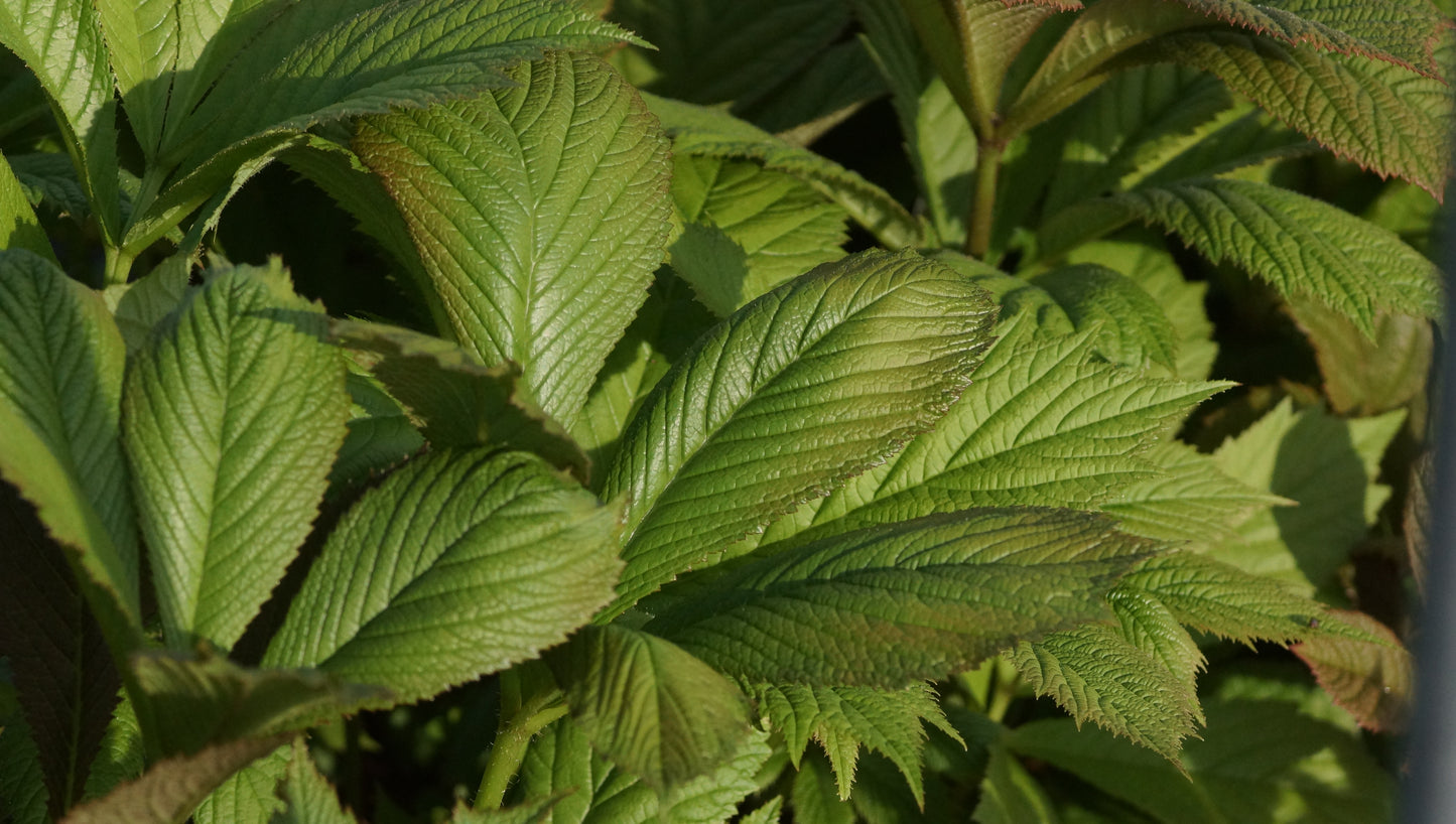 Rodgersia henrici 'Die Anmutige' - Schaublatt