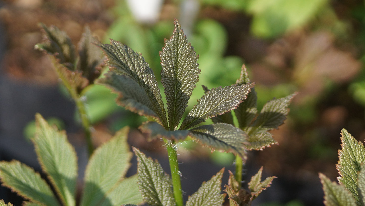Rodgersia henrici 'Die Schöne' - Schaublatt