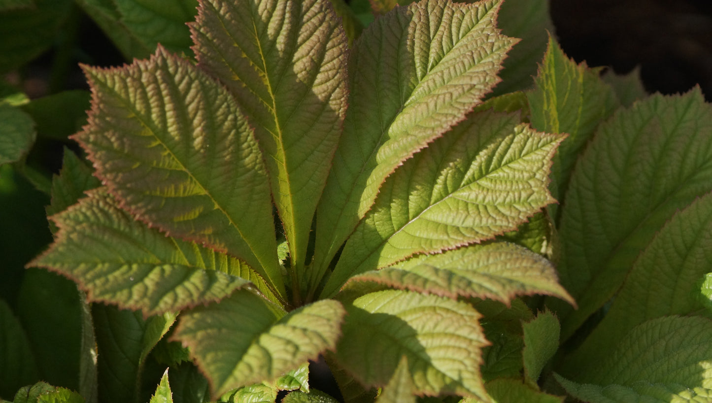 Rodgersia aesculifolia 'Irish Bronze' - Schaublatt