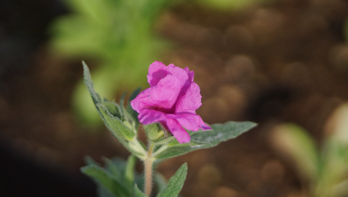 Cistus x pulverulentus 'Sunset' - Zistrose