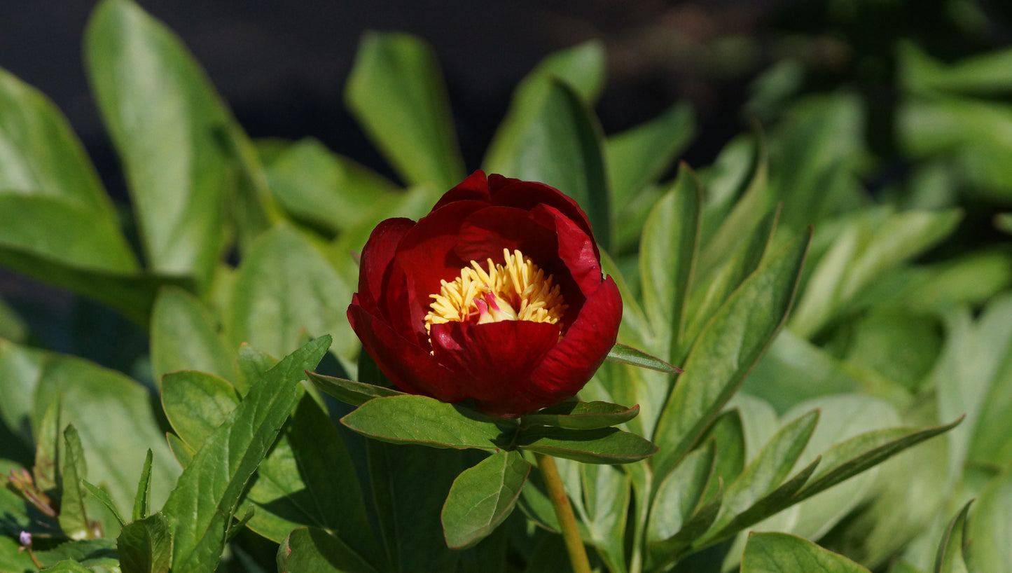 Paeonia Hybride 'Illini Warrior' - Pfingstrose