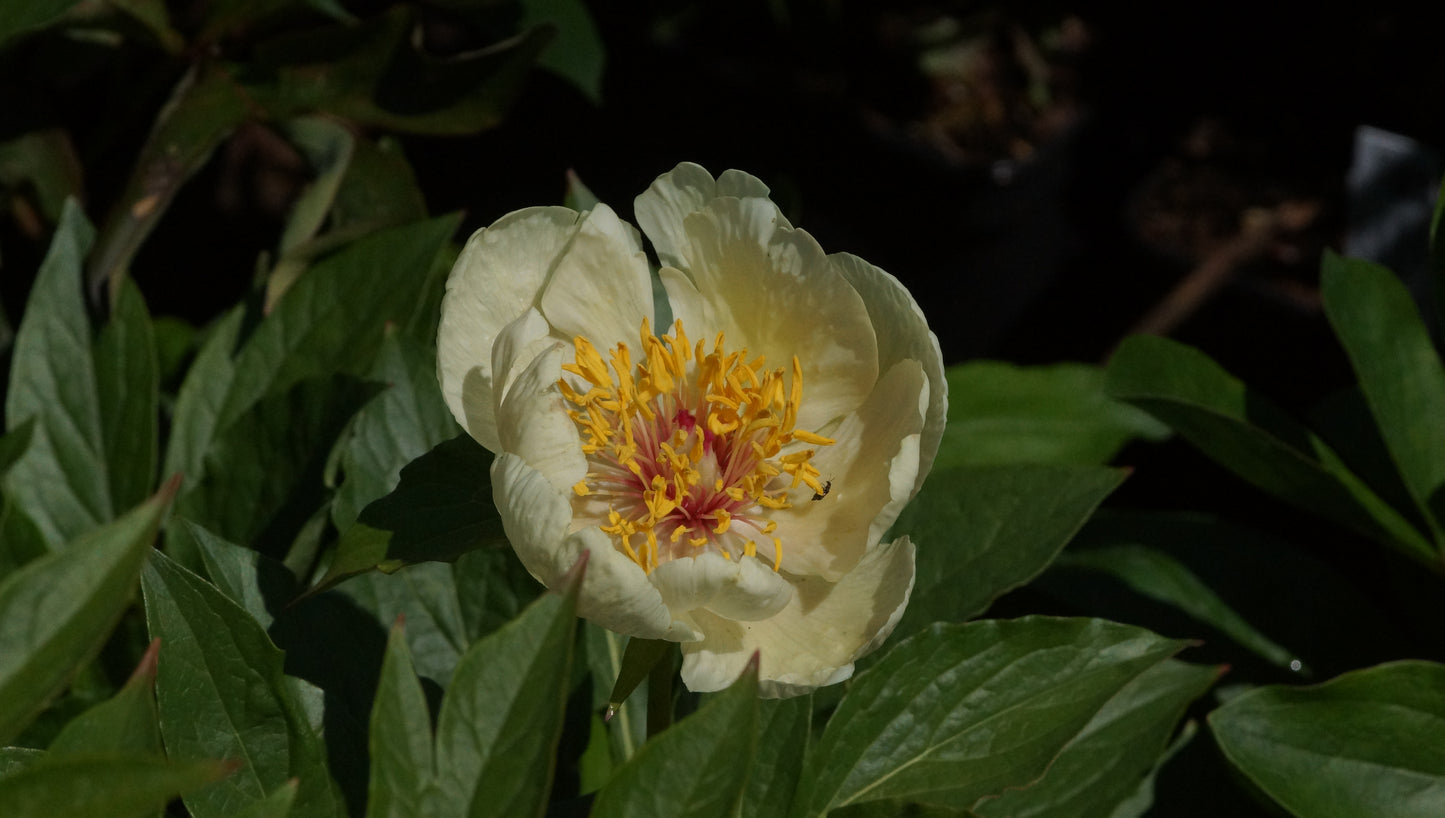 Paeonia lactiflora 'Sterntaler' - Pfingstrose