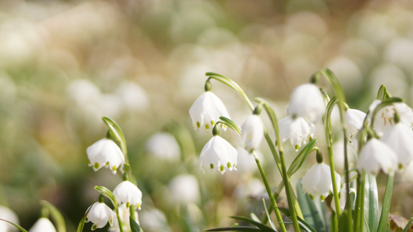 Leucojum vernum - Märzenbecher