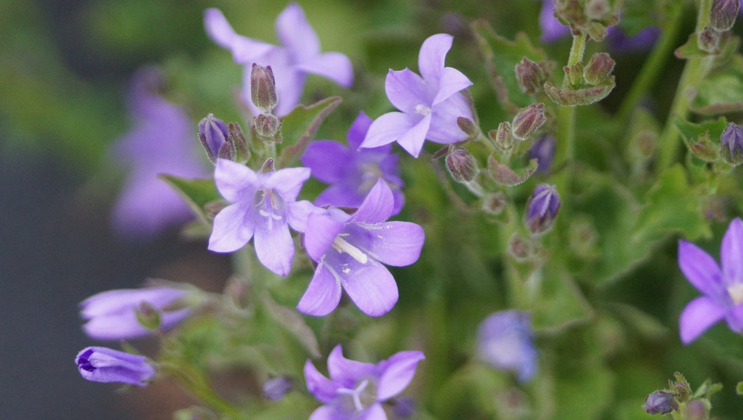 Campanula garganica 'Blue Diamond' - Niedere Glockenblume