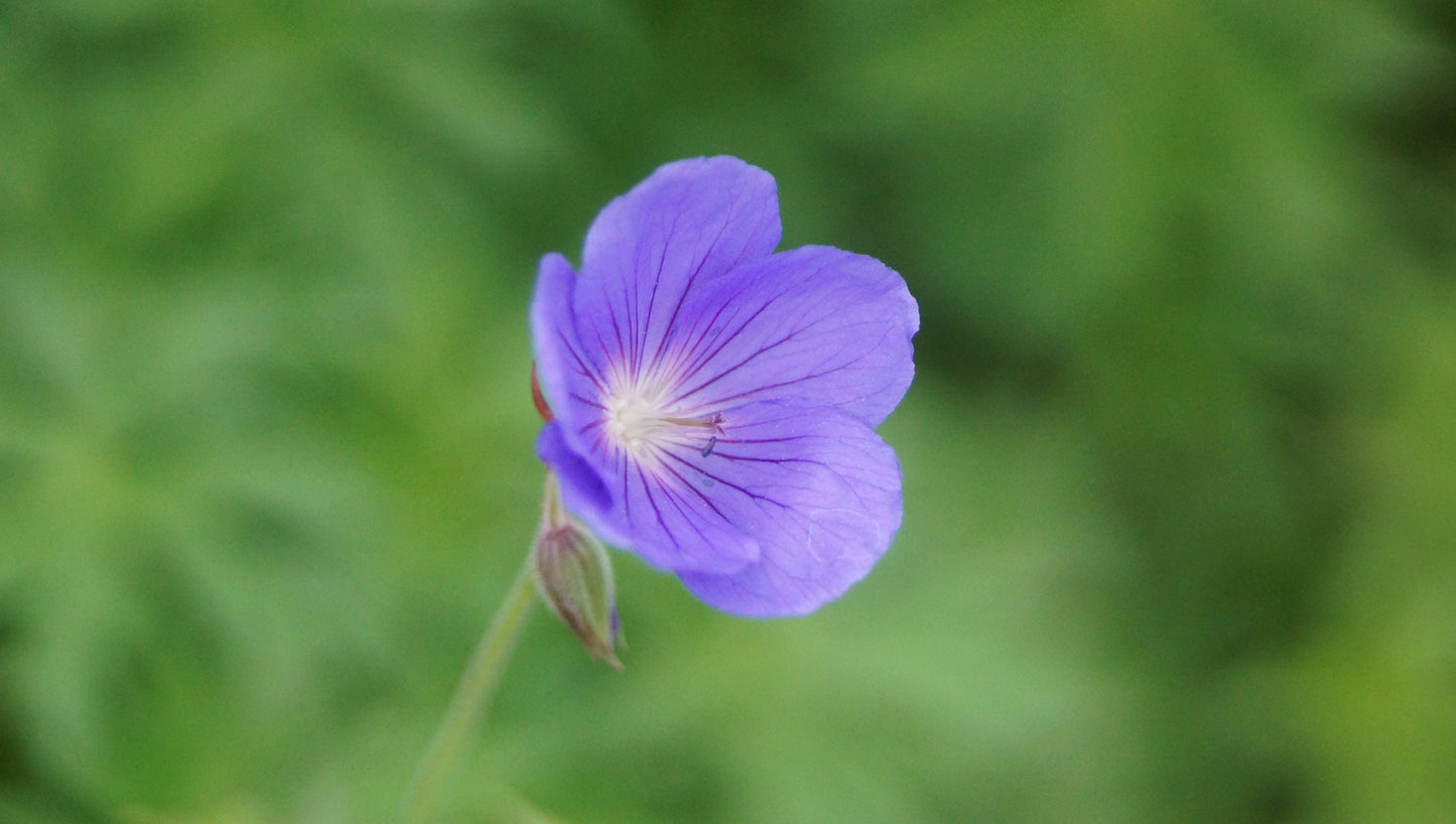 Geranium Pratense-Hybride 'Orion' - Wiesen-Storchschnabel