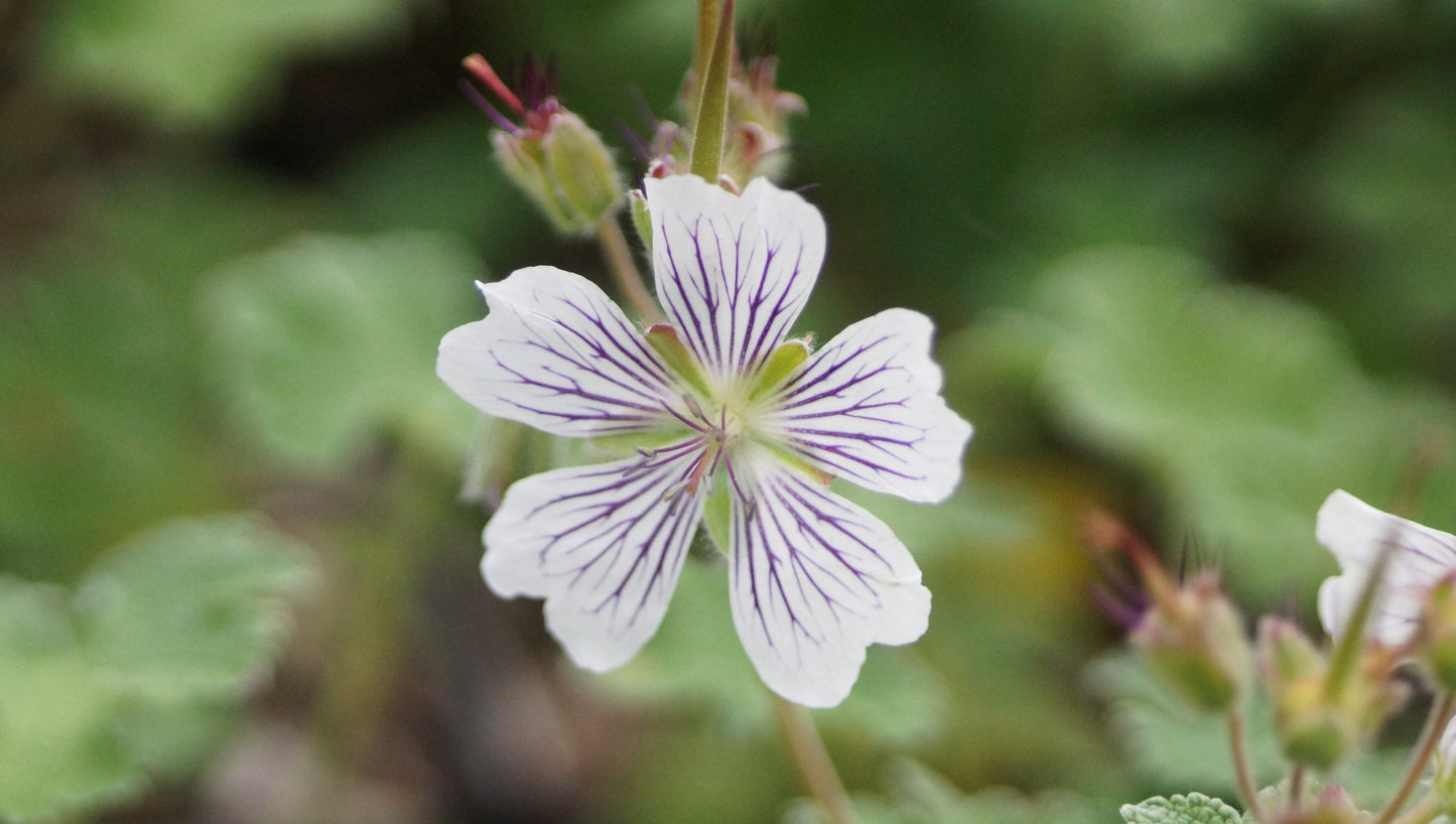 Geranium renardii - Kaukasus-Storchschnabel