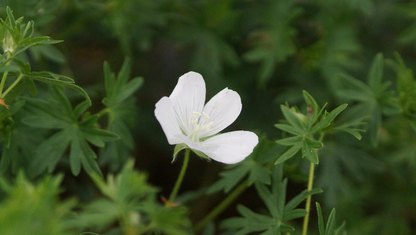Geranium sanguineum 'Album' - Blutroter Storchschnabel