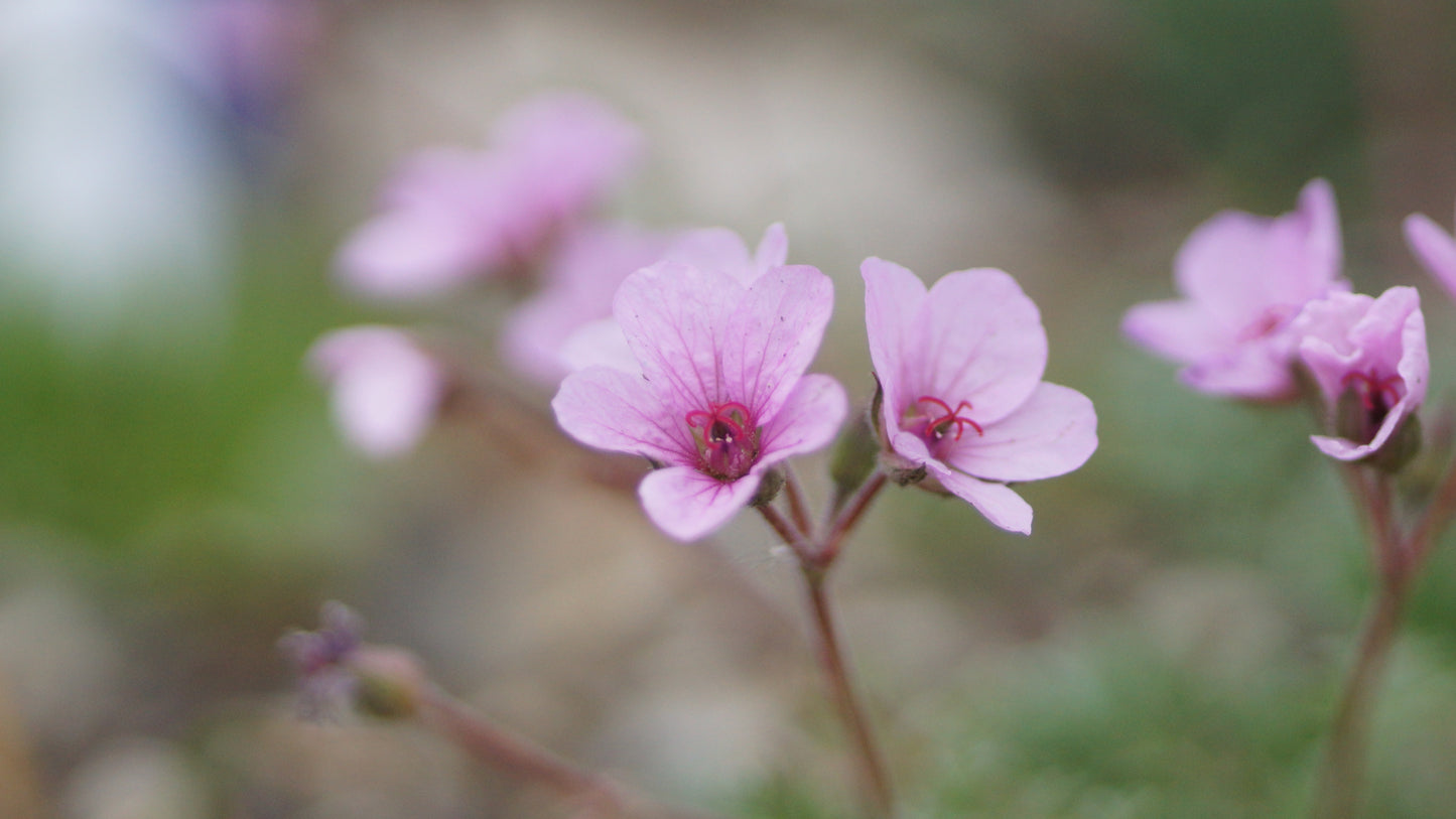 Erodium absinthoides - Wermut-Reiherschnabel