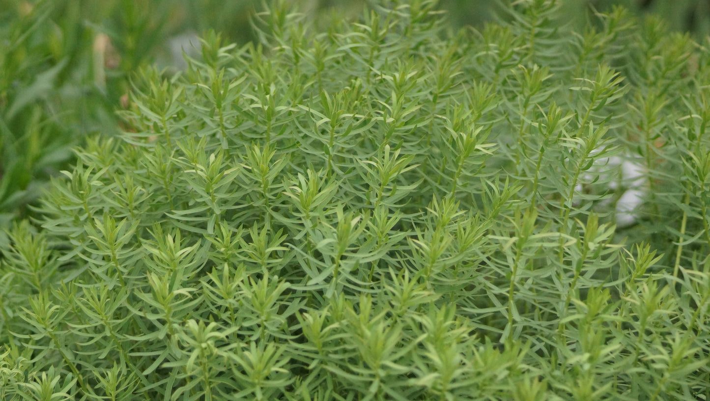 Euphorbia seguieriana subsp. niciciana - Steppen-Wolfsmilch