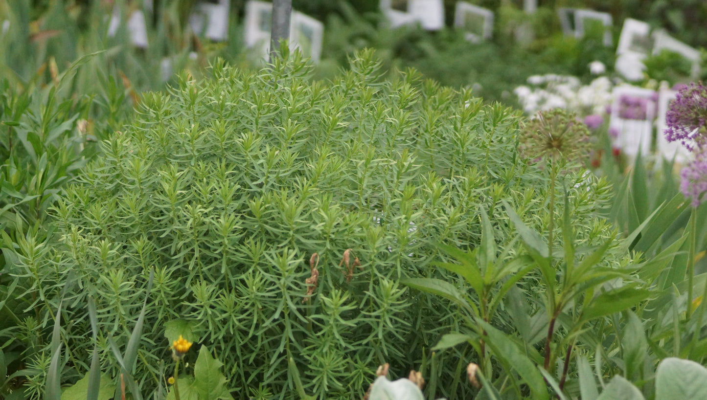 Euphorbia seguieriana subsp. niciciana - Steppen-Wolfsmilch