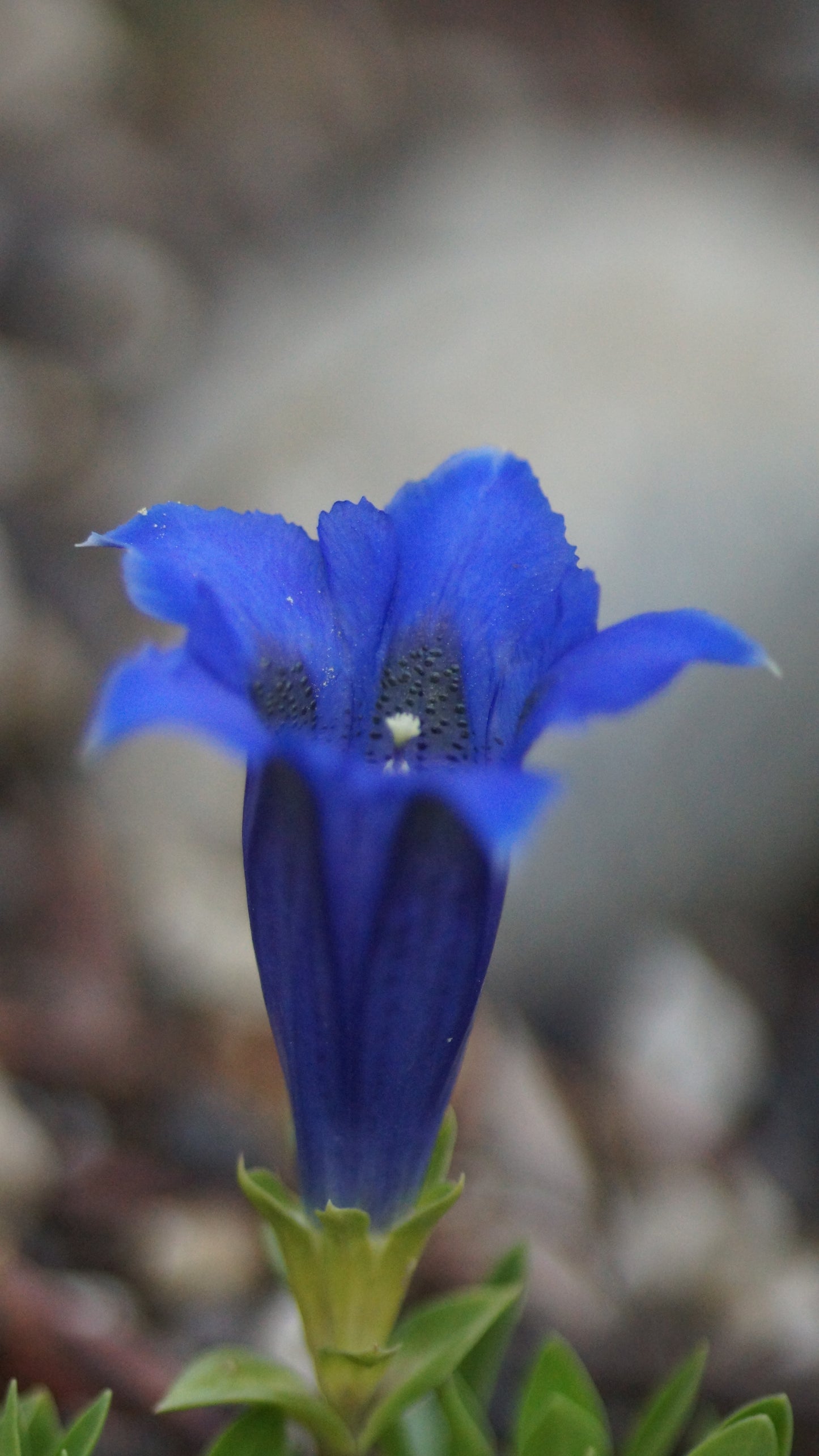 Gentiana acaulis 'Vierlanden' - Stängelloser Enzian