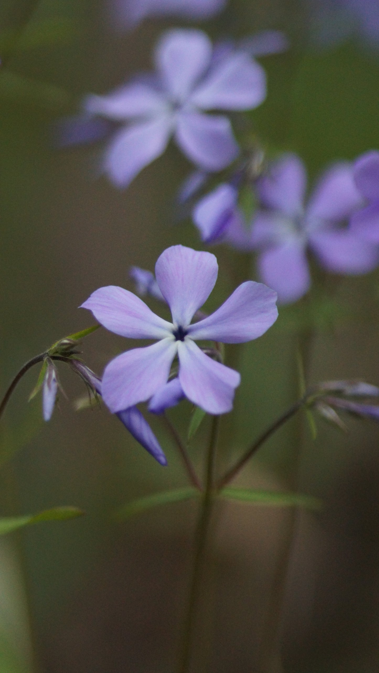 Phlox divaricata 'Clouds of Perfume' - Wald-Phlox