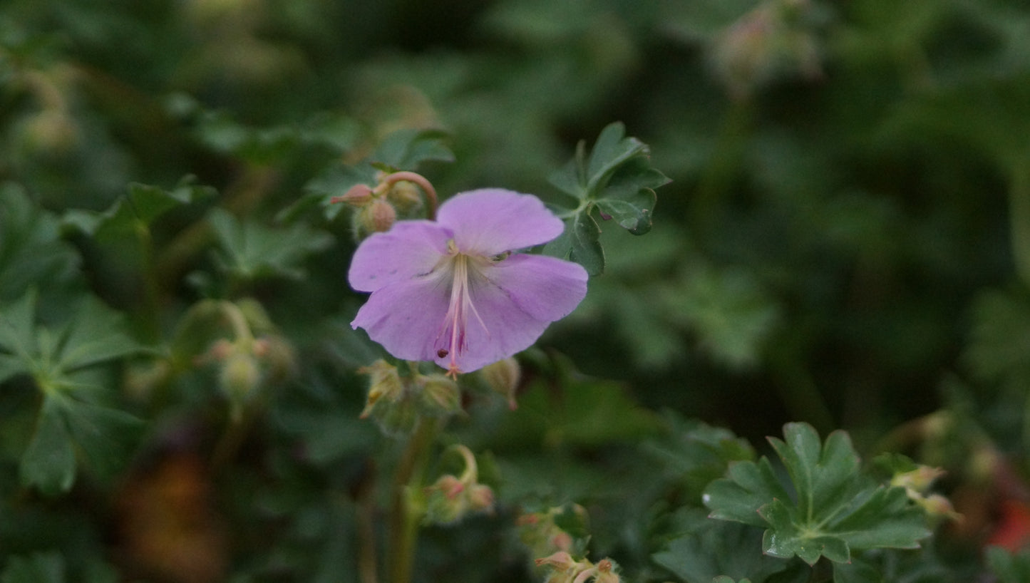 Geranium dalmaticum 'Bressingham Pink' - Dalmatiner Storchschnabel