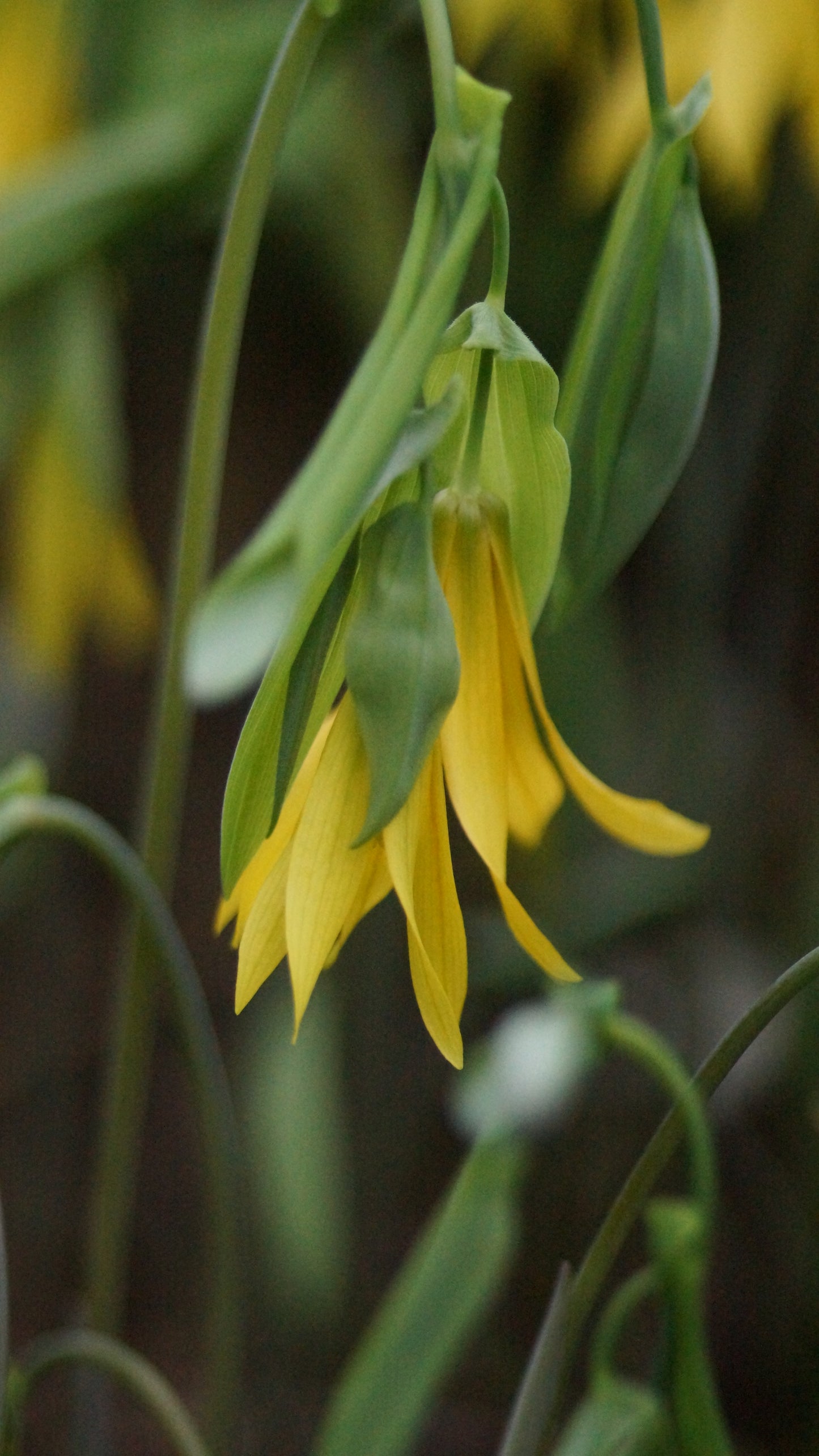 Uvularia grandiflora - Trauerglocke