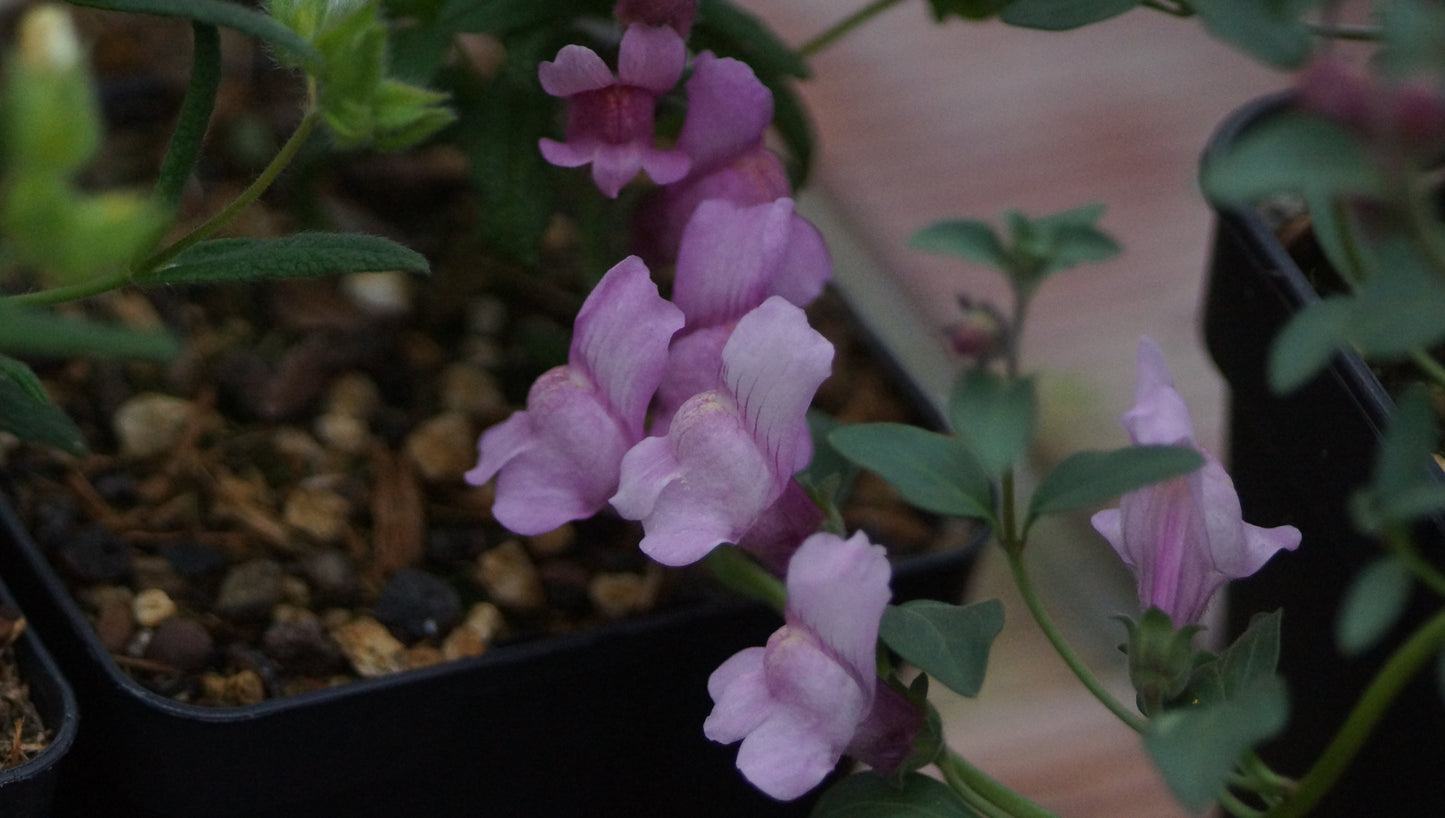 Antirrhinum australe 'Roseum' - Iberisches Löwenmaul